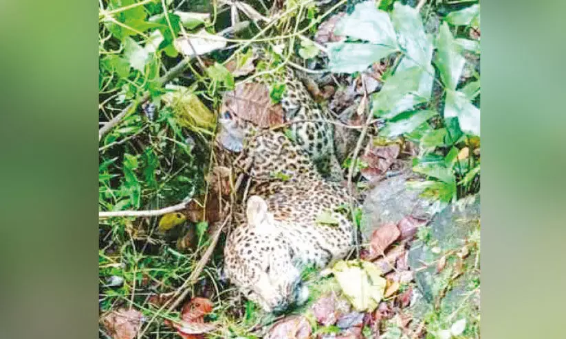 അ​മ്പ​ല​പ്പാ​റ​യി​ൽ പു​ള്ളി​പ്പു​ലി ച​ത്ത​നി​ല​യി​ല്‍