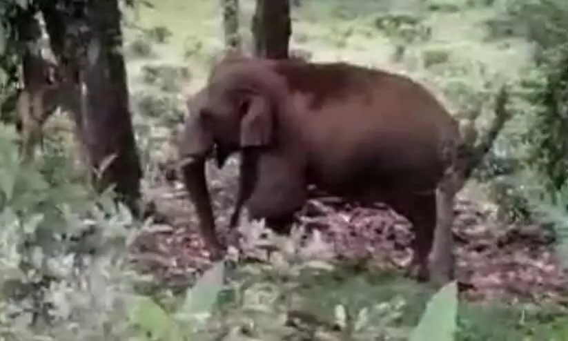 wild elephant wild elephant