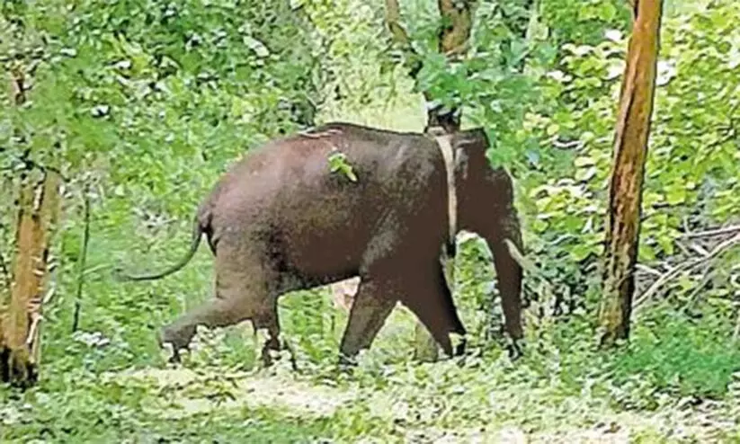 അരിക്കൊമ്പൻ കന്യാകുമാരി വന്യജീവി സങ്കേതത്തിലേക്ക് കടന്നുവെന്ന് തമിഴ്നാട് വനംവകുപ്പ് അരിക്കൊമ്പൻ കന്യാകുമാരി വന്യജീവി സങ്കേതത്തിലേക്ക് കടന്നുവെന്ന് തമിഴ്നാട് വനംവകുപ്പ്
