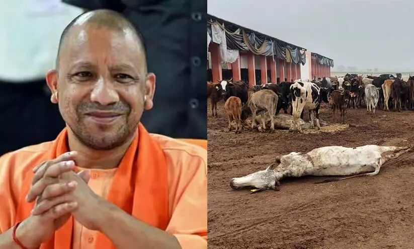 Dead cow at gaushala in Uttar Pradesh