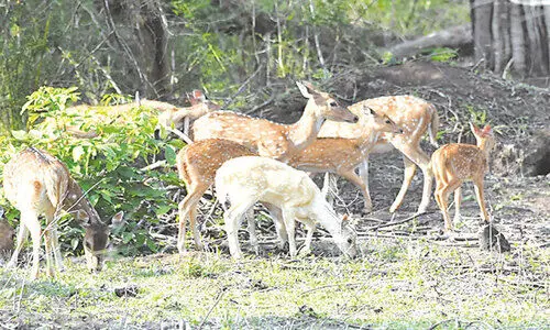 നാഗർഹോളയിൽ അപൂർവയിനം വെള്ളമാൻ