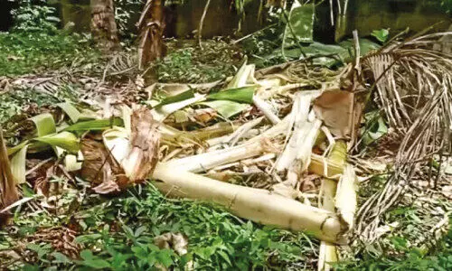 എ​ട​മ​ല​ക്കു​ന്നി​ല്‍ കാ​ട്ടാ​ന​യി​റ​ങ്ങി; വ്യാ​പ​ക നാ​ശം