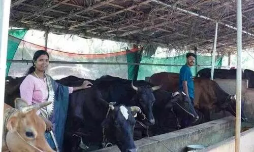 cattle farming