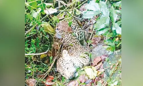 അ​മ്പ​ല​പ്പാ​റ​യി​ൽ പു​ള്ളി​പ്പു​ലി ച​ത്ത​നി​ല​യി​ല്‍