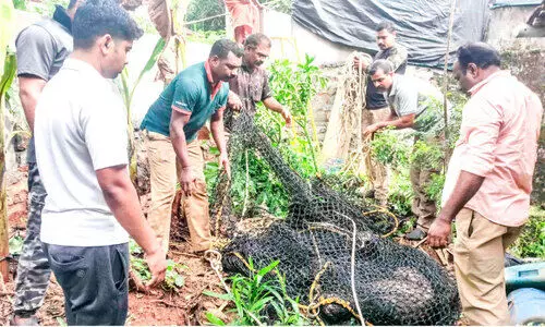 കിണറ്റിൽ വീണ കാട്ടുപന്നിയെ രക്ഷപ്പെടുത്തി