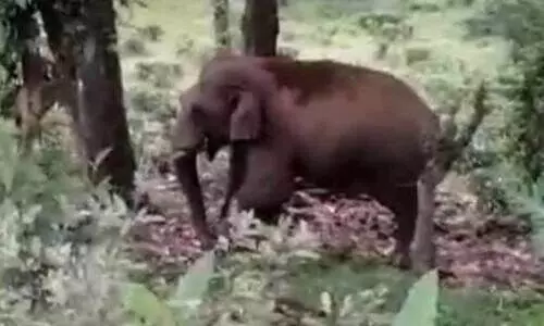 wild elephant wild elephant