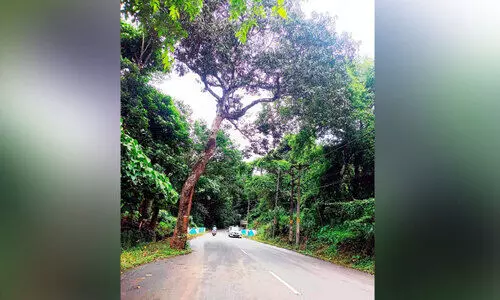 20 വർഷമായിട്ടും കേസ് തീർപ്പായില്ല അപകടാവസ്ഥയിലുള്ള മരം മുറിക്കാൻ ഹൈകോടതി കനിയണം