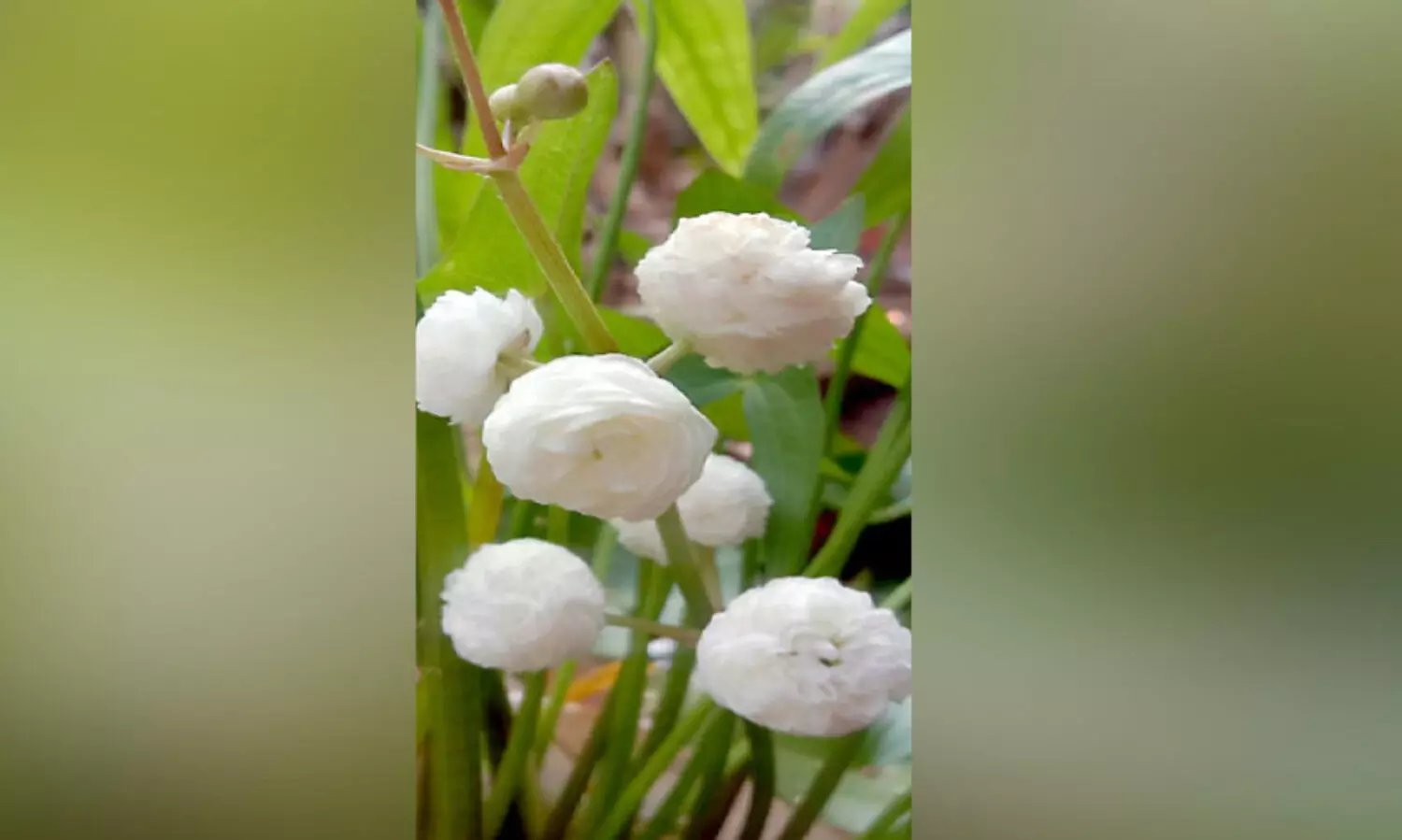 സഗിറ്റാറിയ ജപോനിക്ക