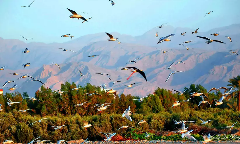 റാക് ഹരിത മേഖലകളുടെ പരിപാലനത്തിന് ഔട്ട്സോഴ്സിങ് കമ്പനിയുമായി കരാര് റാക് ഹരിത മേഖലകളുടെ പരിപാലനത്തിന് ഔട്ട്സോഴ്സിങ് കമ്പനിയുമായി കരാര്