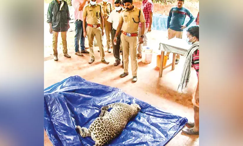 അസ്വാഭാവികതയില്ല; പുലി ചത്തത് അടിവയറിനേറ്റ ക്ഷതം മൂലം അസ്വാഭാവികതയില്ല; പുലി ചത്തത് അടിവയറിനേറ്റ ക്ഷതം മൂലം