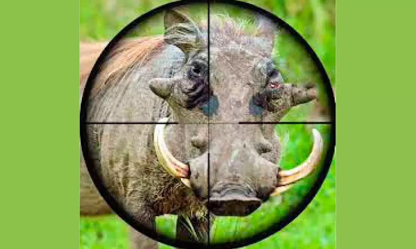 സീതത്തോട്ടിൽ പരിഭ്രാന്തി പരത്തിയ കാട്ടുപന്നിയെ വെടിവെച്ചുകൊന്നു