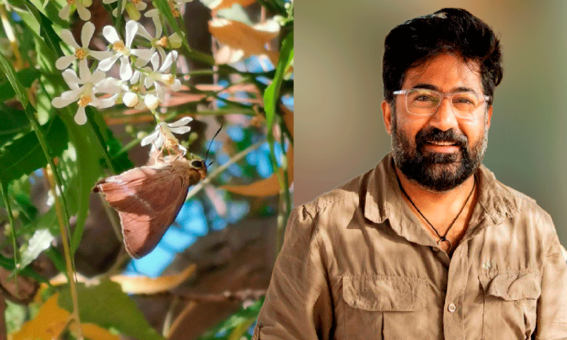 butterflies butterflies