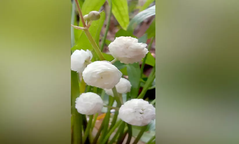 സഗിറ്റാറിയ ജപോനിക്ക സഗിറ്റാറിയ ജപോനിക്ക