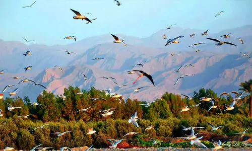 റാക് ഹരിത മേഖലകളുടെ പരിപാലനത്തിന് ഔട്ട്​സോഴ്സിങ് കമ്പനിയുമായി കരാര്‍