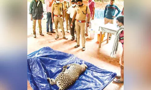 അസ്വാഭാവികതയില്ല; പുലി ചത്തത് അടിവയറിനേറ്റ ക്ഷതം മൂലം