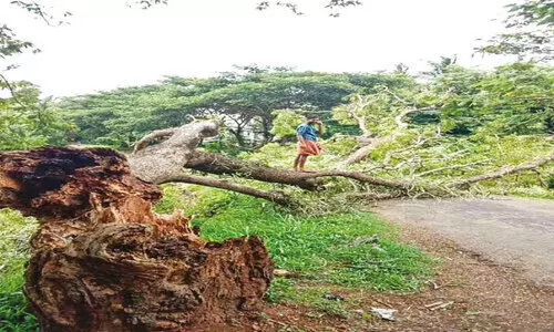 ആയക്കാടിൽ വൻമരം റോഡിലേക്ക് വീണു