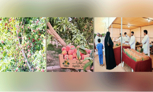 Peach harvest season