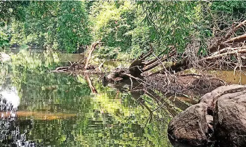 തടികൾ വന്നടിഞ്ഞ് ഒഴുക്ക്​ നിലച്ച്​ കണ്ണാടിപ്പുഴ