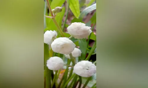 സഗിറ്റാറിയ ജപോനിക്ക