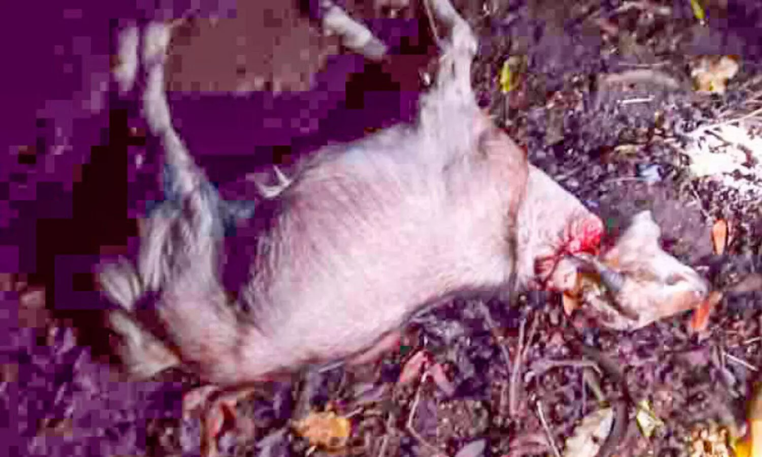 ജനവാസമേഖലയില്‍ പുലി