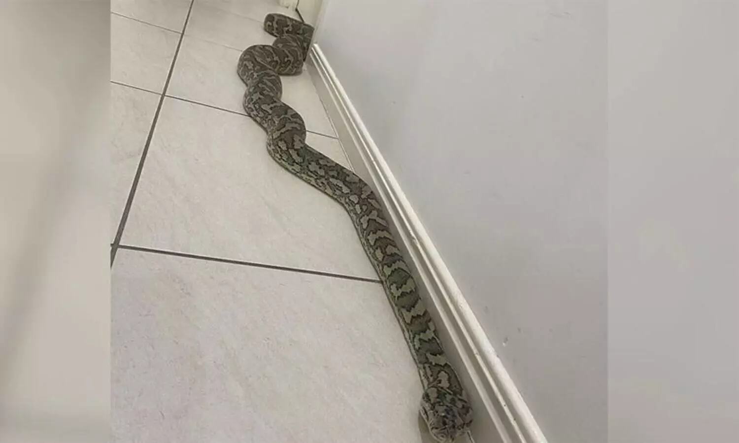 Couple In Australia Find Giant 8-Foot Python
