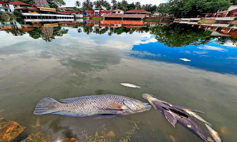തളിക്കുളത്തിൽ മീനുകൾ ചത്തുപൊങ്ങി തളിക്കുളത്തിൽ മീനുകൾ ചത്തുപൊങ്ങി