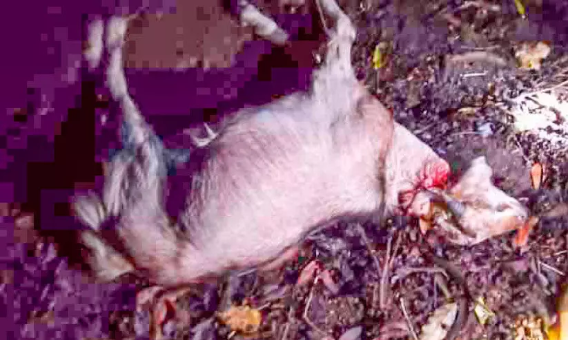 ജനവാസമേഖലയില്‍ പുലി