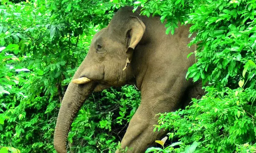 കച്ചേരിപ്പറമ്പില് വീണ്ടും കാട്ടാന കൃഷി നശിപ്പിച്ചു കച്ചേരിപ്പറമ്പില് വീണ്ടും കാട്ടാന കൃഷി നശിപ്പിച്ചു