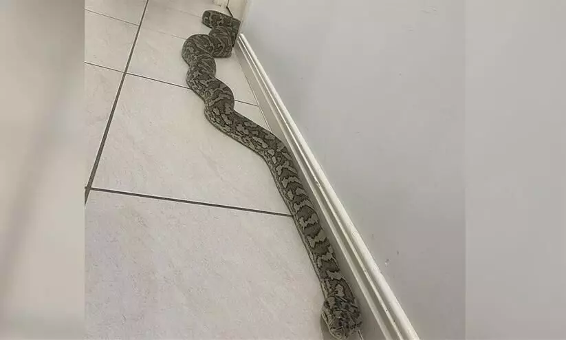 Couple In Australia Find Giant 8-Foot Python