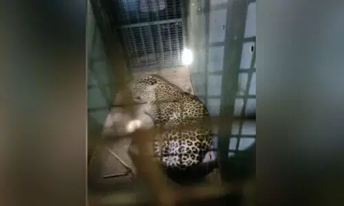 ടി. ​ന​ര​സി​പു​ര​യി​ൽ വീ​ണ്ടും പു​ള്ളി​പ്പു​ലി; ജ​നം ഭീ​തി​യി​ൽ