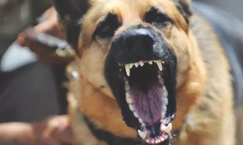 stray dog attack stray dog attack