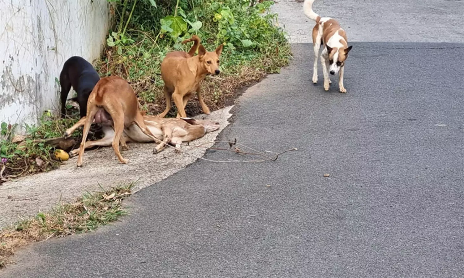 അഗളി ടൗണിനു സമീപം പുള്ളിമാനെ തെരുവുനായ്ക്കൾ കടിച്ചു കൊന്നു