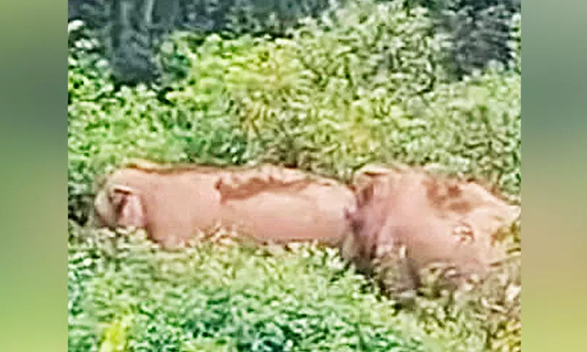 നാട്ടിൽ നിലയുറപ്പിച്ച് കാട്ടാനകൾ; ജനം ഭീതിയിൽ നാട്ടിൽ നിലയുറപ്പിച്ച് കാട്ടാനകൾ; ജനം ഭീതിയിൽ