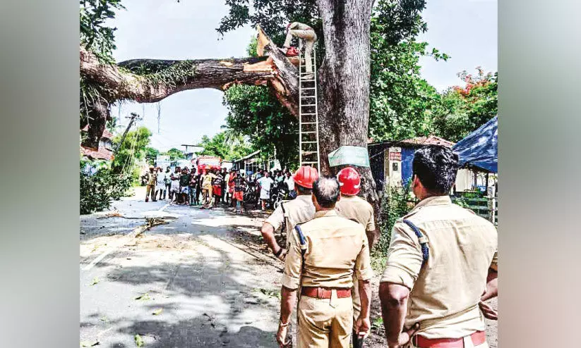 റോഡിൽ വീണ മരം മുറിച്ചുനീക്കി അഗ്നിരക്ഷ സേന റോഡിൽ വീണ മരം മുറിച്ചുനീക്കി അഗ്നിരക്ഷ സേന
