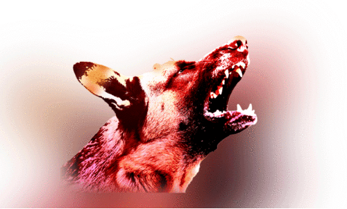 വീട്ടുമുറ്റത്തു നിന്ന യുവാവിന് തെരുവുനായുടെ കടിയേറ്റു വീട്ടുമുറ്റത്തു നിന്ന യുവാവിന് തെരുവുനായുടെ കടിയേറ്റു