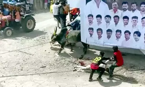 മേളക്കിടെ കാളയുടെ കുത്തേറ്റ് ഒമ്പത് പേർക്ക് പരിക്ക്