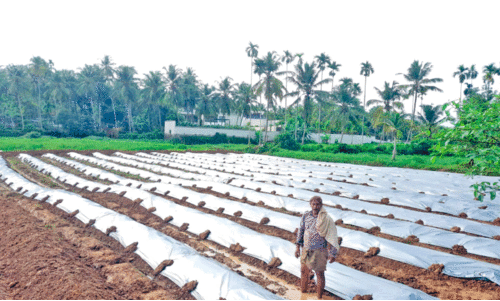 Chendumalli Flower Cultivation