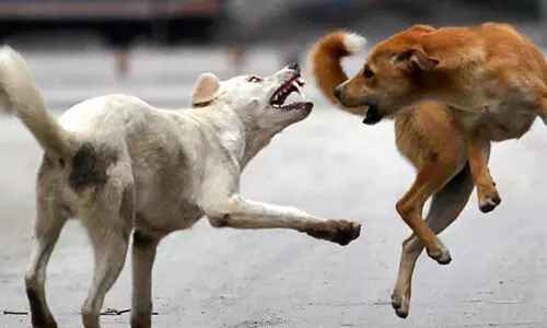 ബാ​ല​നെ തെ​രു​വു​നാ​യ് ക​ടി​ച്ചു​കൊ​ന്ന സം​ഭ​വം: വേ​ദ​ന​യോ​ടെ പ്ര​വാ​സ​ലോ​ക​വും