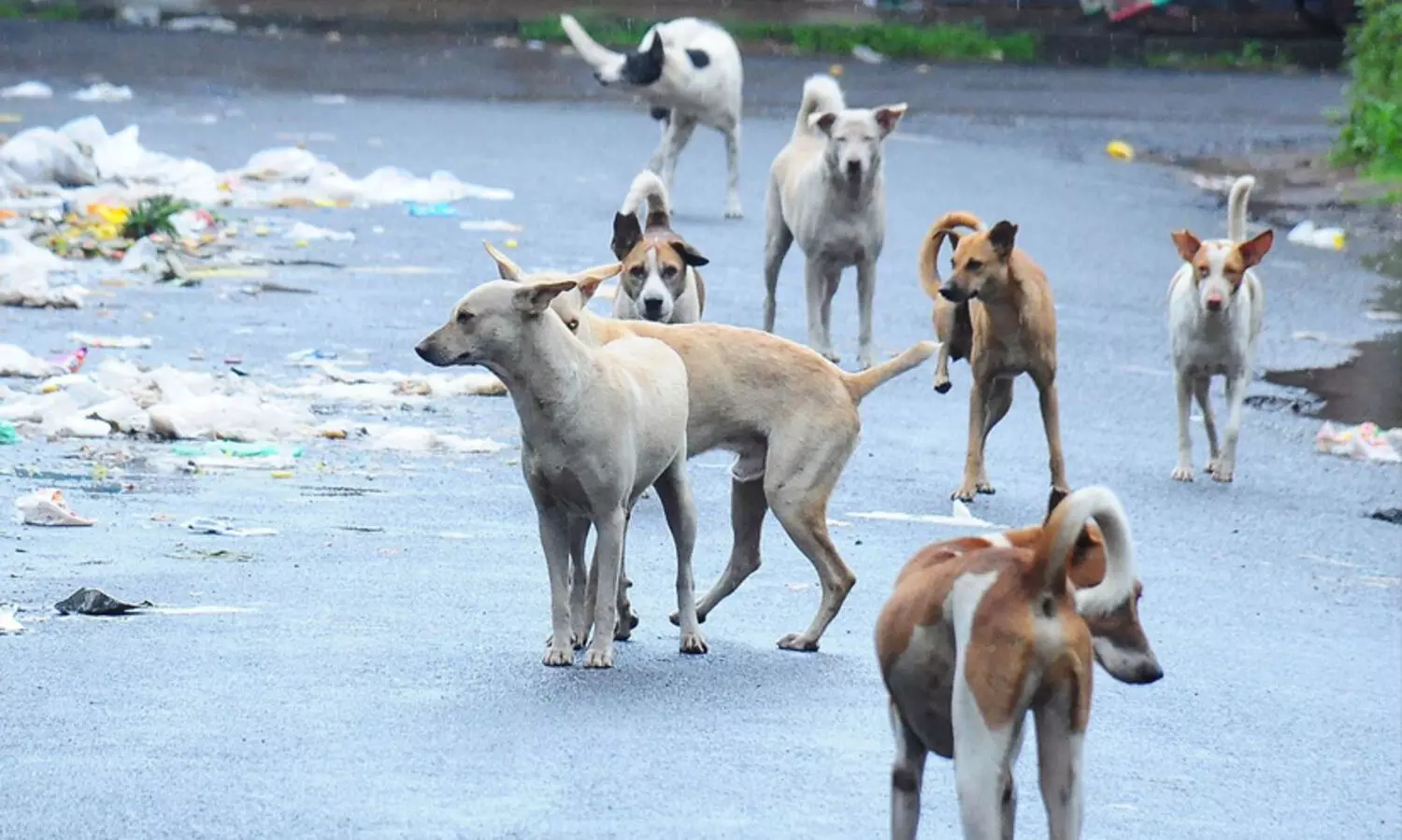 കാട്ടുപന്നികളെ കൊല്ലുന്നത് പോലെ തെരുവ്​നായ്ക്കളെയും ഇല്ലാതാക്കാൻ പറ്റുമോയെന്ന്​ പരിശോധിക്കുന്നു -മന്ത്രി എം.ബി. രാജേഷ്