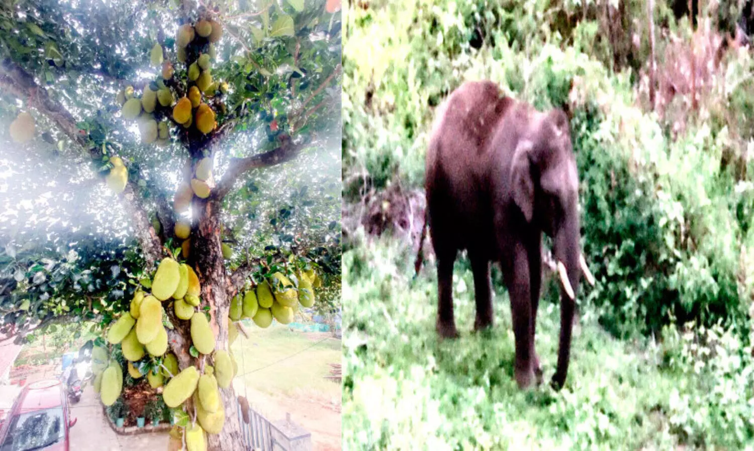 മ​റ​യൂ​രി​ൽ ഇ​ത് ച​ക്ക​ക്കാ​ലം; ആ​ന എ​ത്തി​യി​ല്ലെ​ങ്കി​ൽ ആ​ദാ​യം