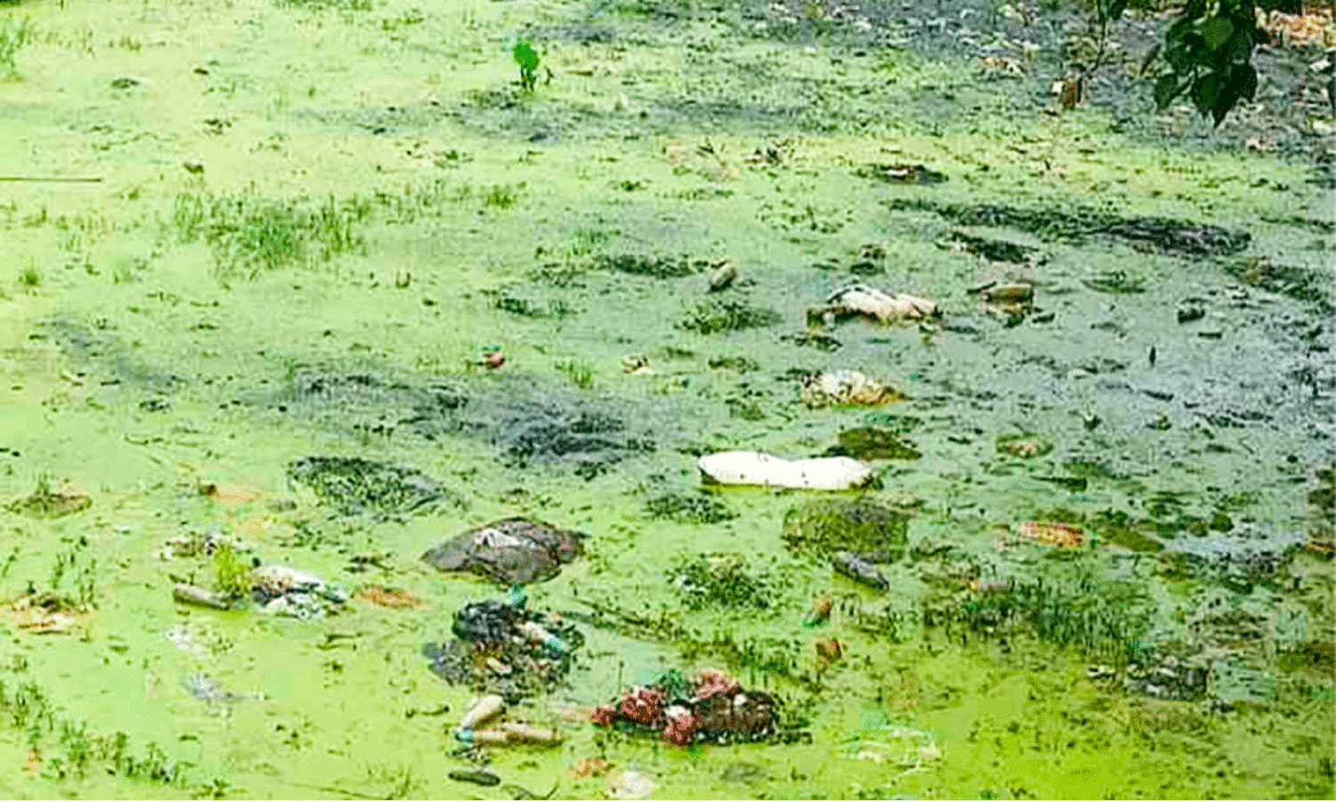 Ponds In Pandalam