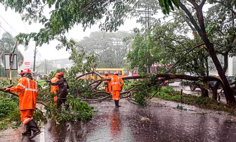 മഴയിൽ തണൽ മരം റോഡിലേക്ക് വീണ് ഗതാഗതം തടസ്സപ്പെട്ടു
