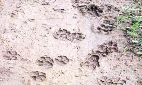 അ​ഭ്യൂ​ഹ​ങ്ങ​ൾ​ക്ക് വി​ട അ​ത് പു​ലി​യ​ല്ല, കാ​ട്ടു​പൂ​ച്ച