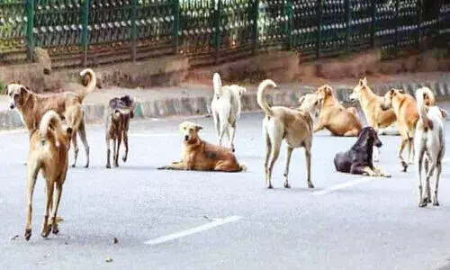 തെരുവുനായ്ക്കളുടെ   സ്വന്തം നാട്