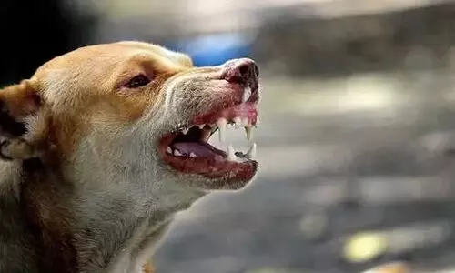 വീട്ടിൽ ഉറങ്ങിക്കിടന്ന ബാലനെ തെരുവുനായ കടിച്ചു