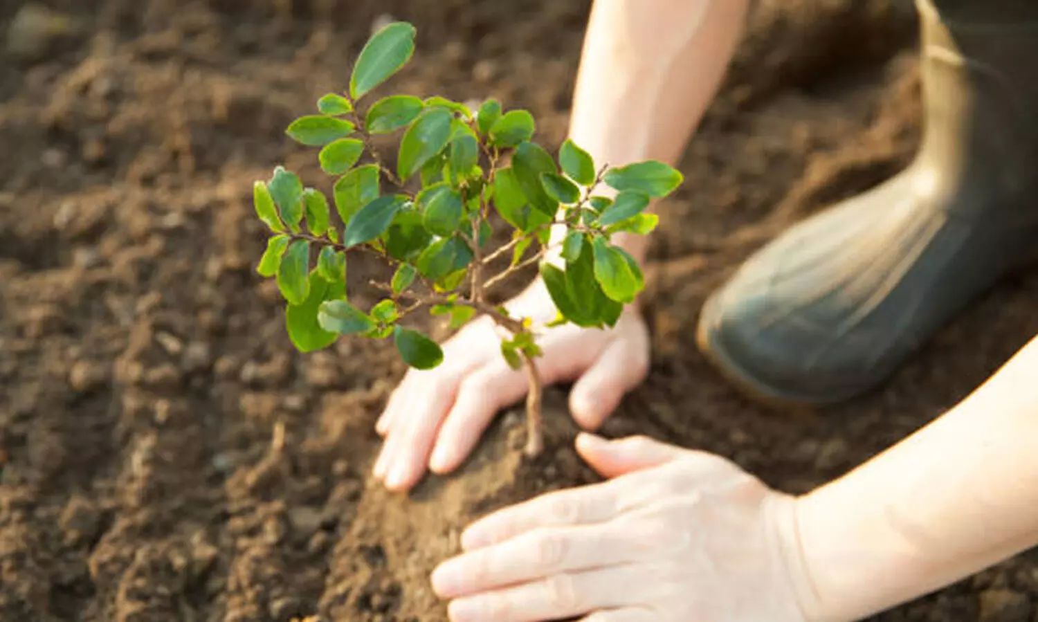 ബ​ഹ്​​റൈ​ൻ യൂ​നി​വേ​ഴ്​​സി​റ്റി​യി​ൽ വ​ന​വ​ത്​​ക​ര​ണ പ​ദ്ധ​തി ന​ട​പ്പാ​ക്കും
