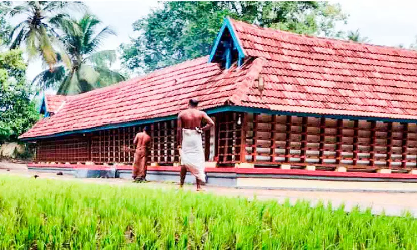 നിറപുത്തരിക്കുള്ള നെൽക്കതിർ ക്ഷേത്രമുറ്റത്തു​തന്നെ