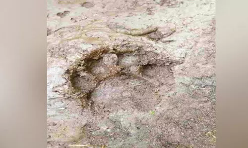 അ​ക​മ്പാ​ടം വെ​ണ്ണേ​ക്കോ​ട്‌ കോ​ള​നി​യി​ല്‍ ക​ടു​വ​​യി​റ​ങ്ങി