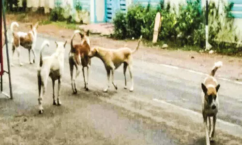 തെ​രു​വു​നാ​യ്ക്ക​ൾ: ഭീ​തി​യി​ൽ നാ​ട്ടു​കാ​ർ