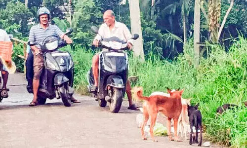 കോട്ടയ്ക്കൽകടവ് പാലം കടക്കാൻ തെരുവുനായ്ക്കൾ കനിയണം കോട്ടയ്ക്കൽകടവ് പാലം കടക്കാൻ തെരുവുനായ്ക്കൾ കനിയണം